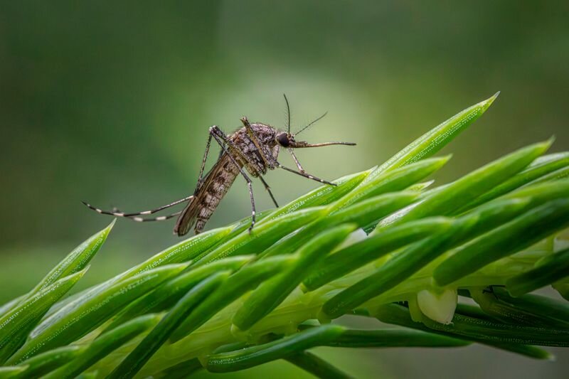 Mosquito resting on a green plant