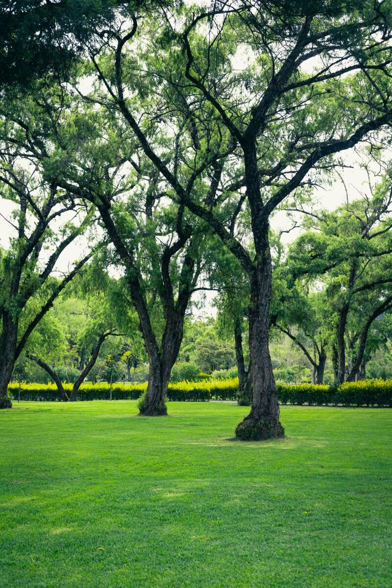 Green lawn and trees in an outdoor setting
